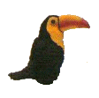 toucan-t.gif
